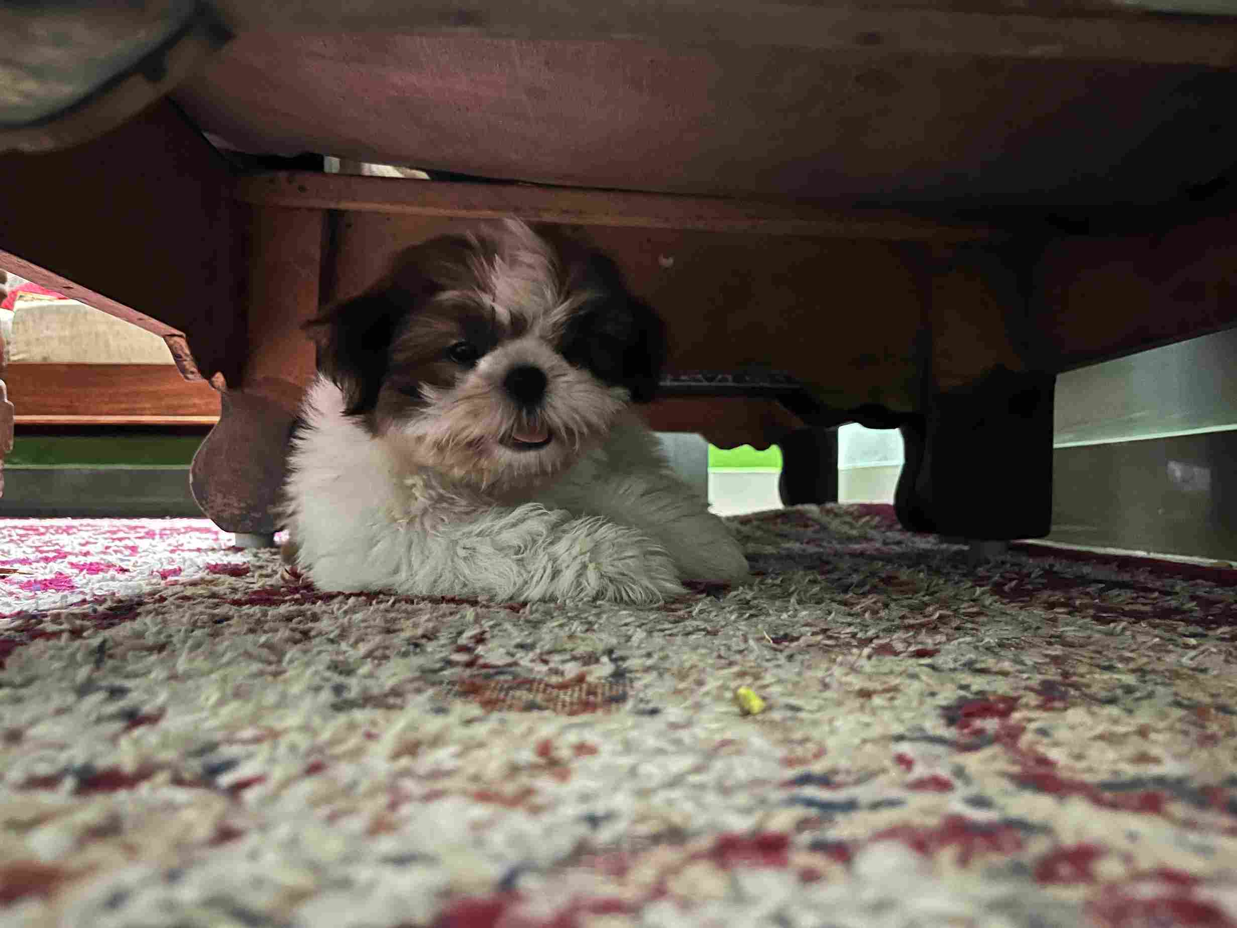 Shih Tzu For Sale In Hyderabad