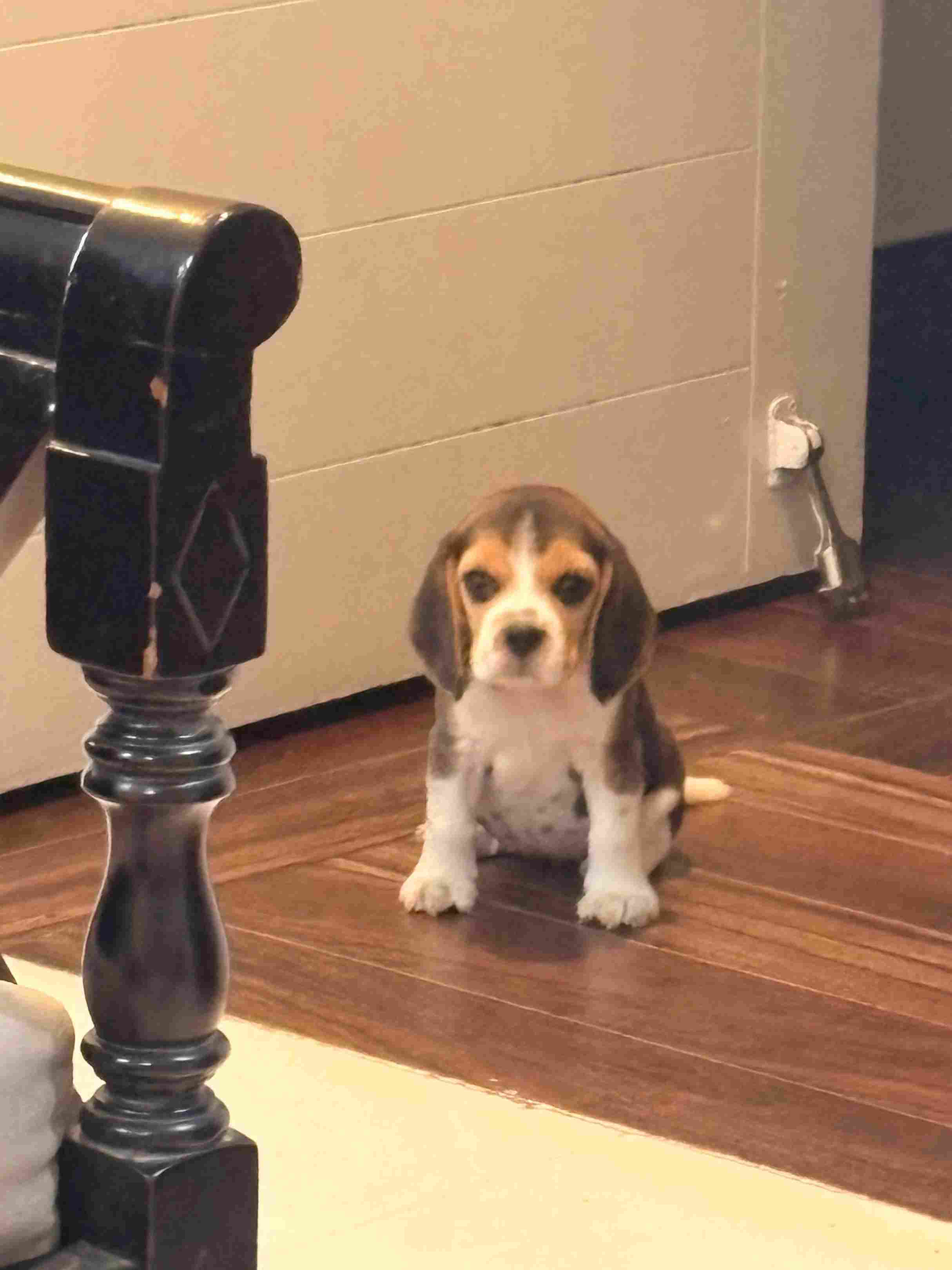 Beagle For Sale In Imphal