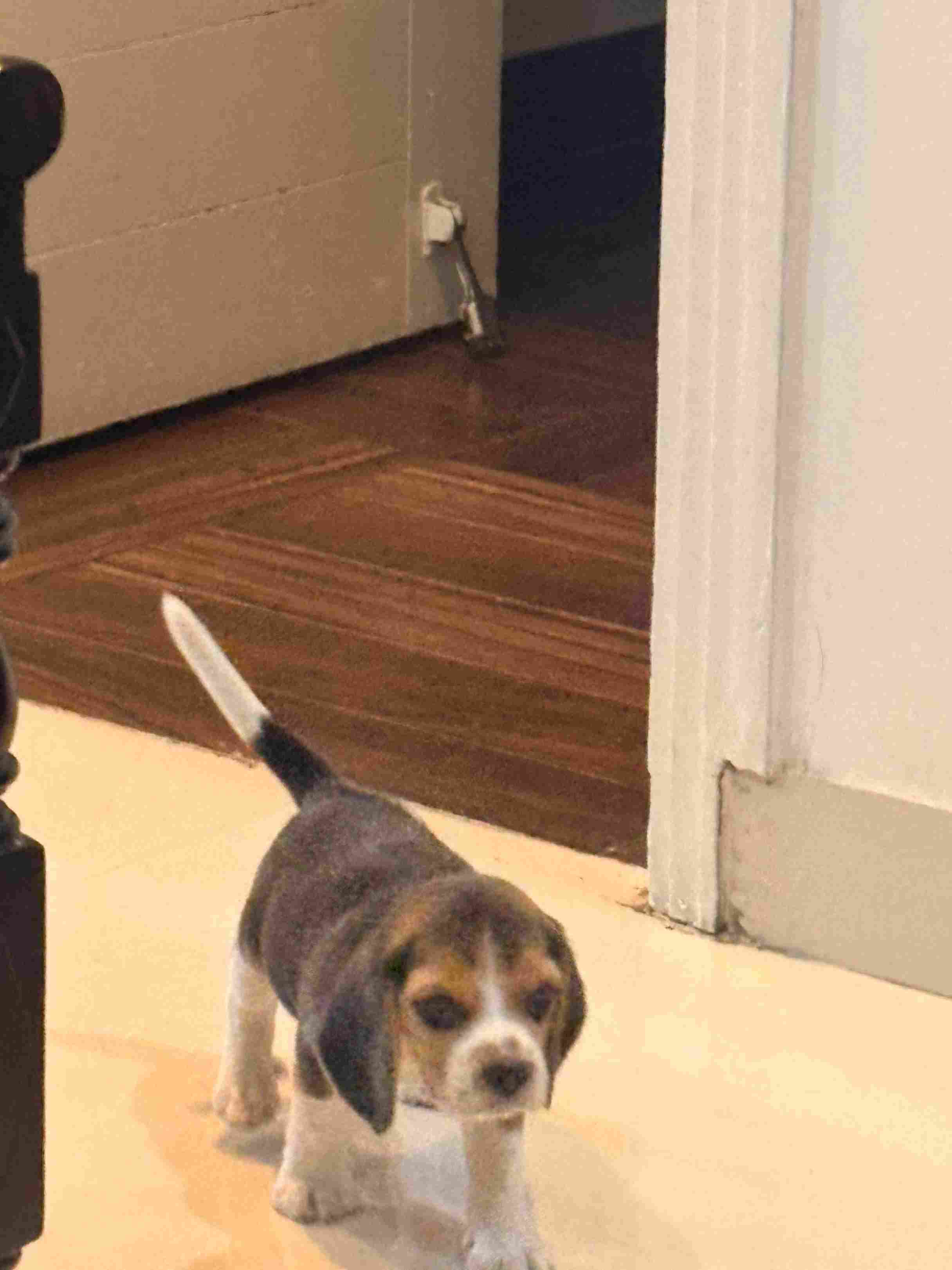 Beagle For Sale In Imphal