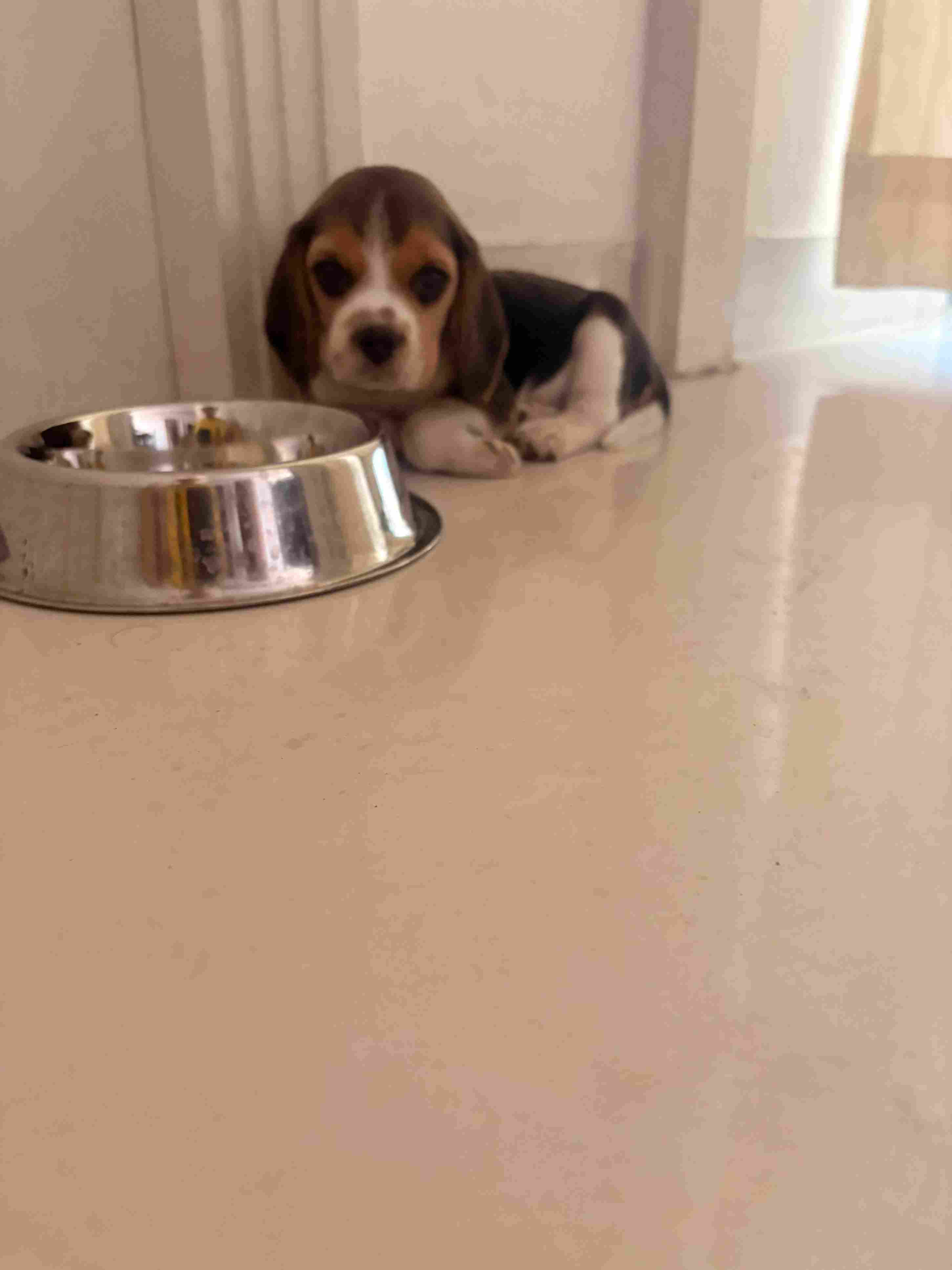 Beagle For Sale In Imphal