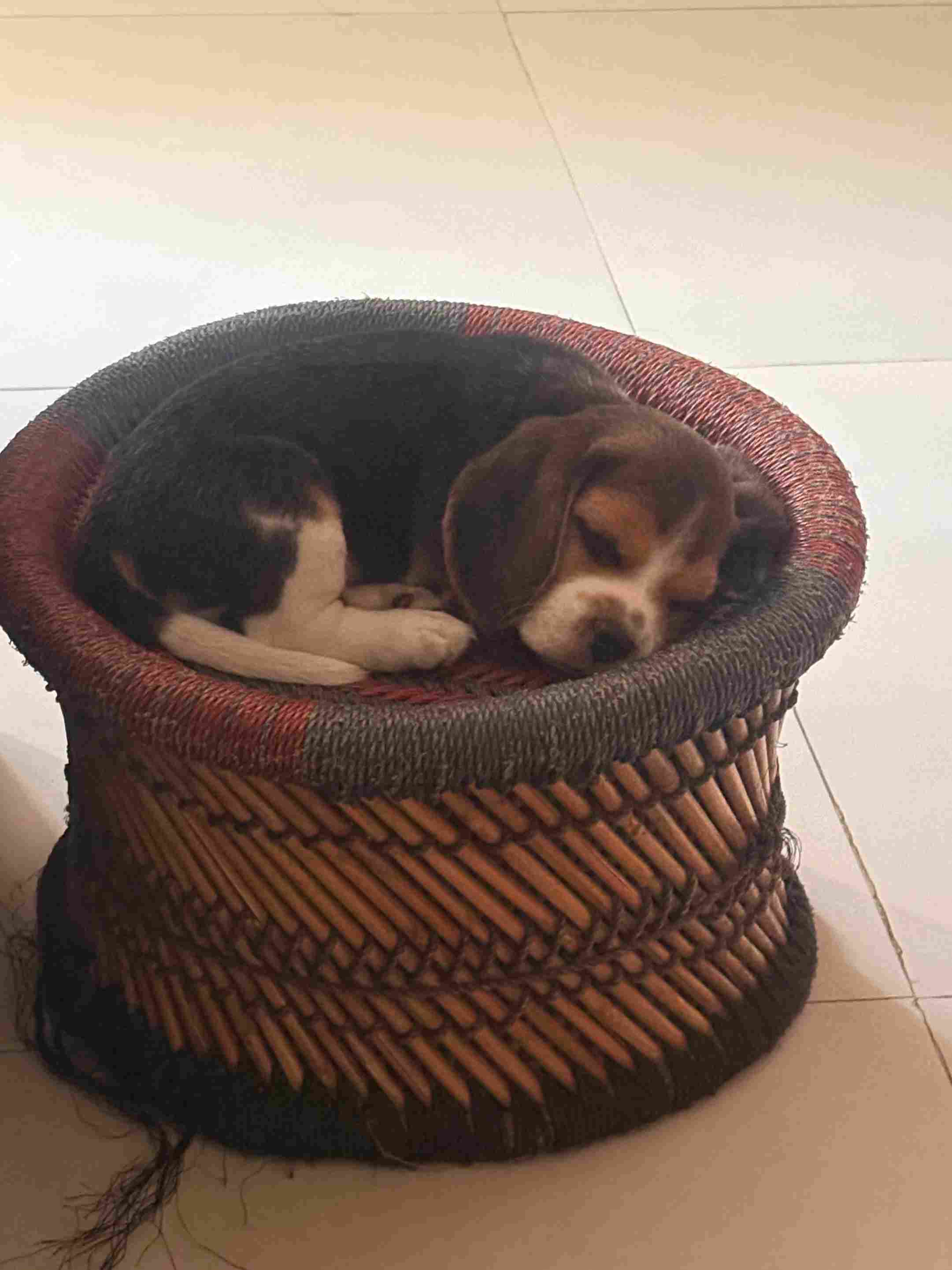 Beagle For Sale In Imphal