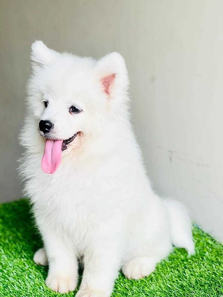 Samoyed For Sale In Mumbai
