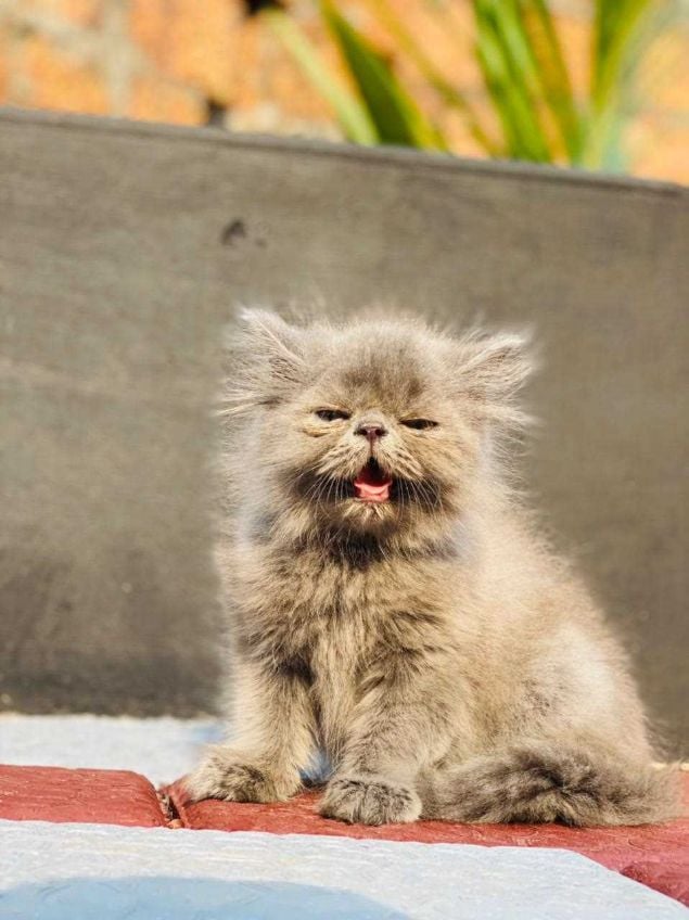Persian For Sale In Surat