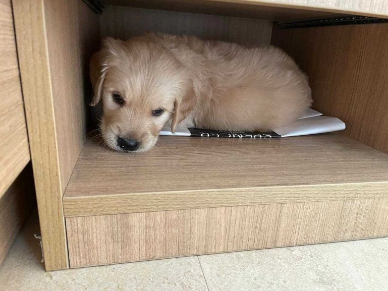 Golden Retriever For Sale In Varanasi