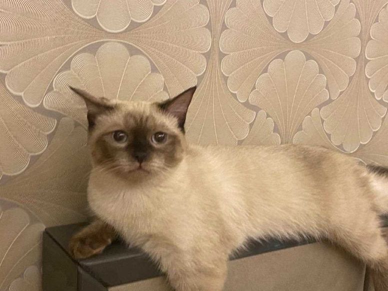 Himalayan For Sale In Mumbai