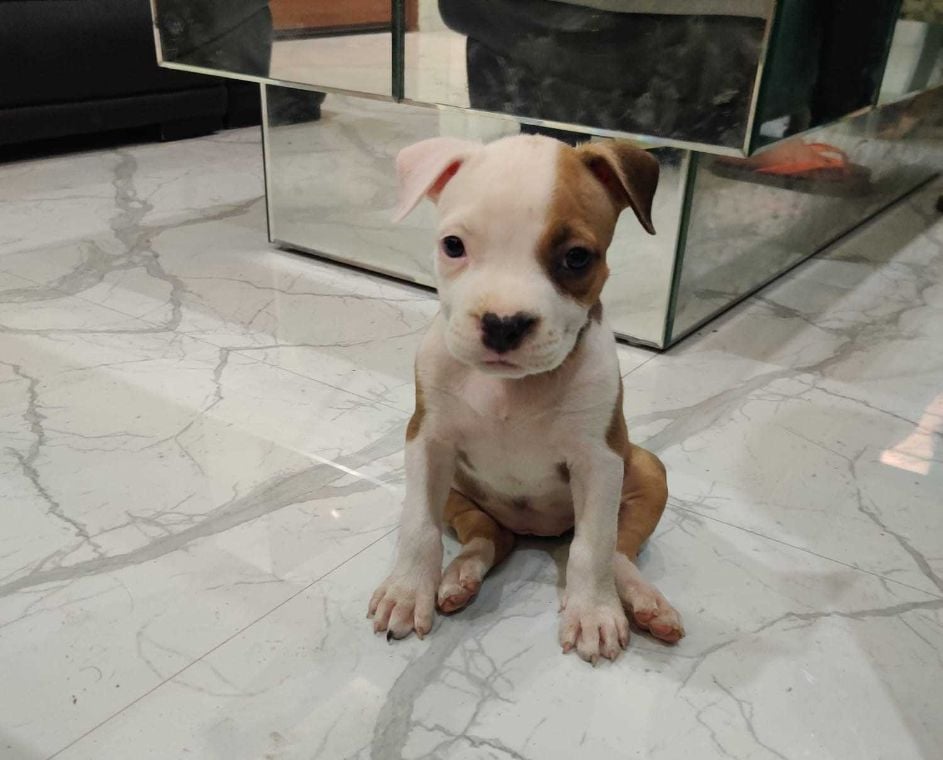 Pitbull For Sale In Meerut