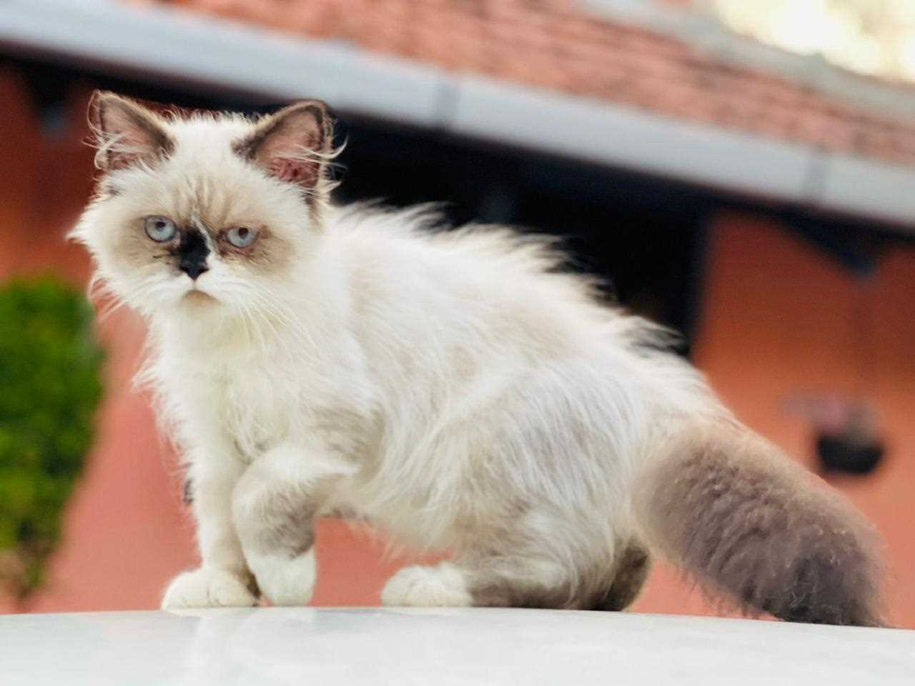 Himalayan For Sale In Delhi