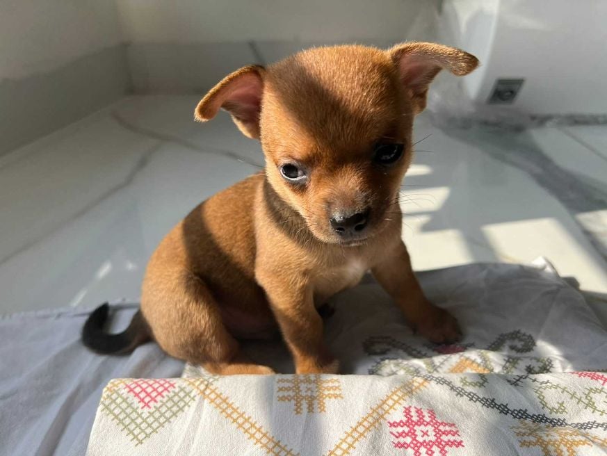 Chihuahua For Sale In Guwahati