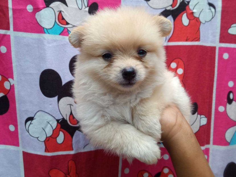 Culture Pomeranian For Sale In Surat