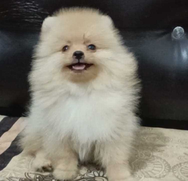 Culture Pomeranian For Sale In Dimapur