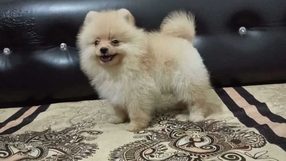 Culture Pomeranian For Sale In Gurgaon