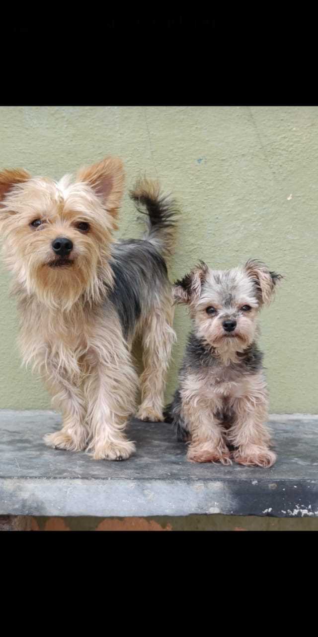 Yorkshire Terrier For Sale In Jaipur