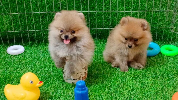 Culture Pomeranian For Sale In Ahmedabad