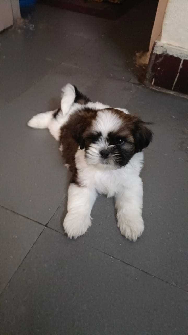 Shih Tzu For Sale In Panaji