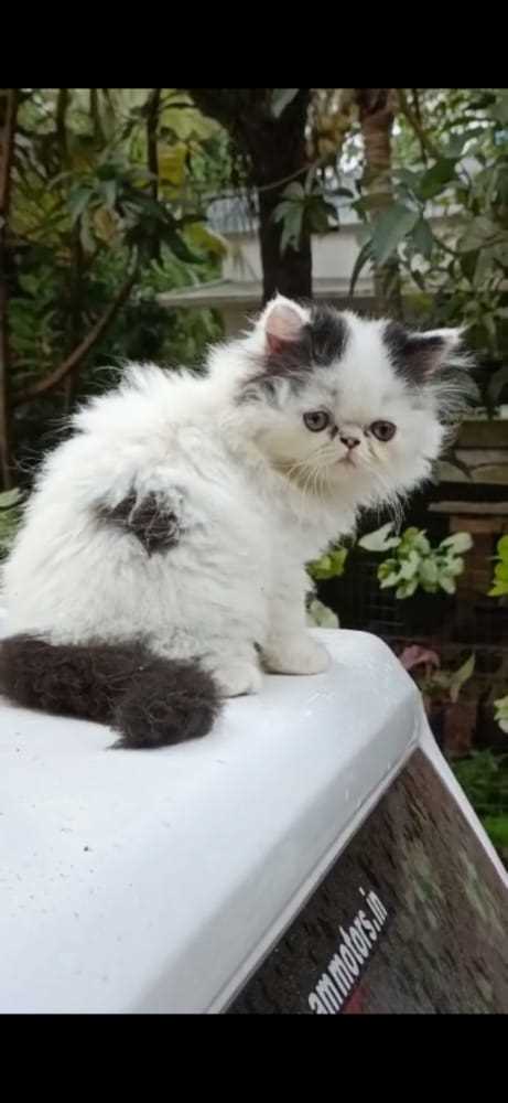 Persian For Sale In Mysore