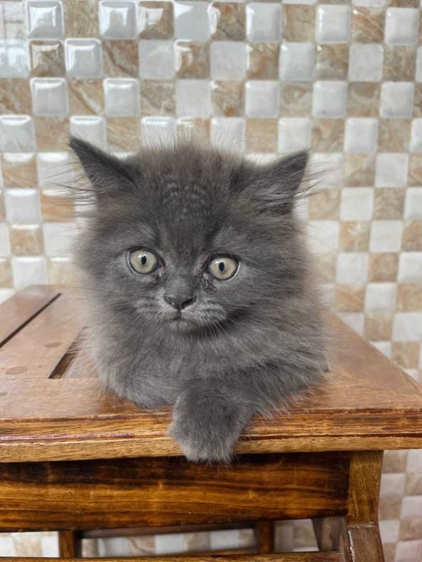 Persian For Sale In Meerut