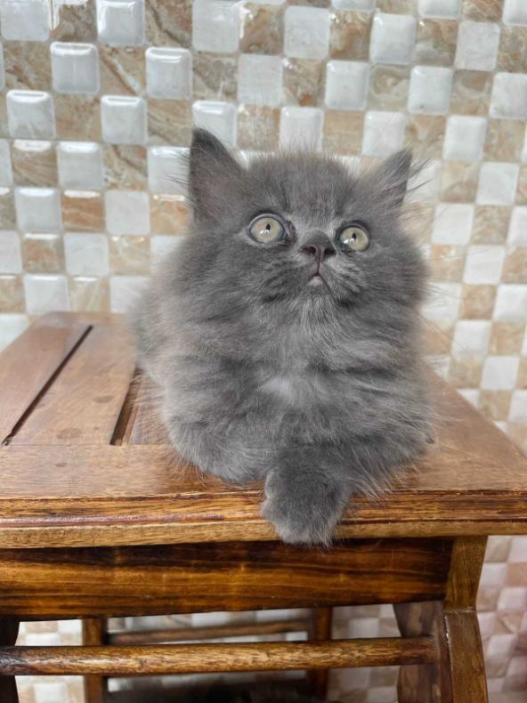 Persian For Sale In Meerut