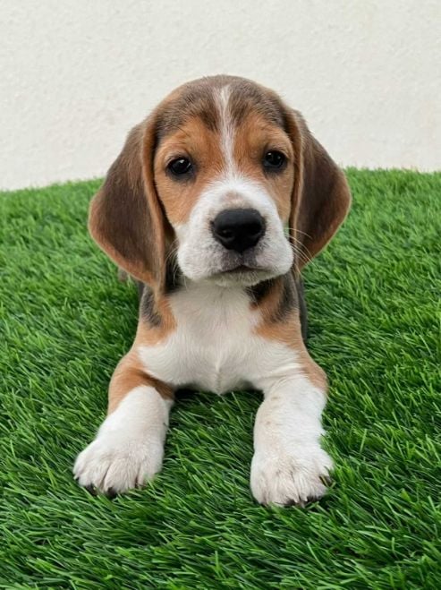 Beagle For Sale In Pune