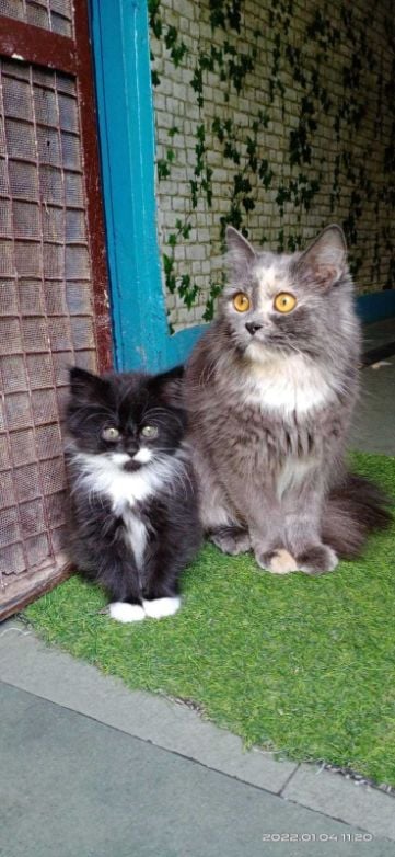 Persian For Sale In Meerut