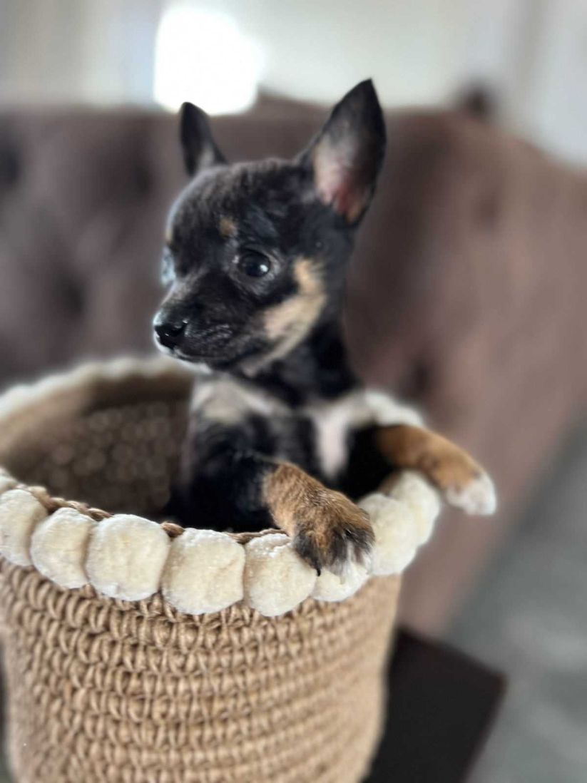 Chihuahua For Sale In Pune