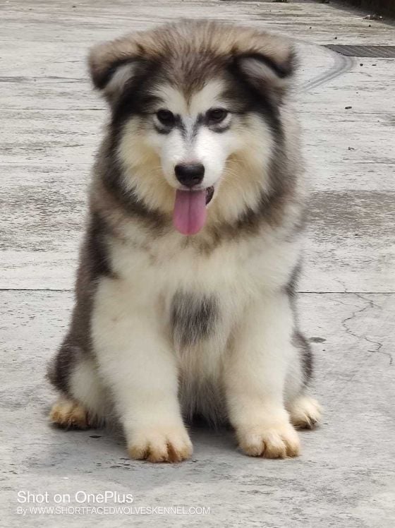 Alaskan Malamute For Sale In Mysore