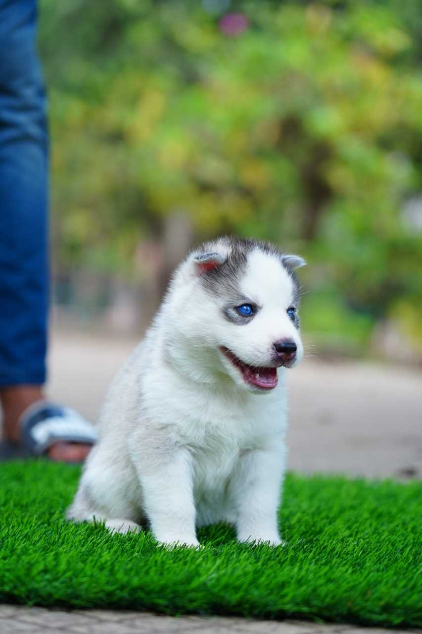 Siberian Husky For Sale In Bhopal
