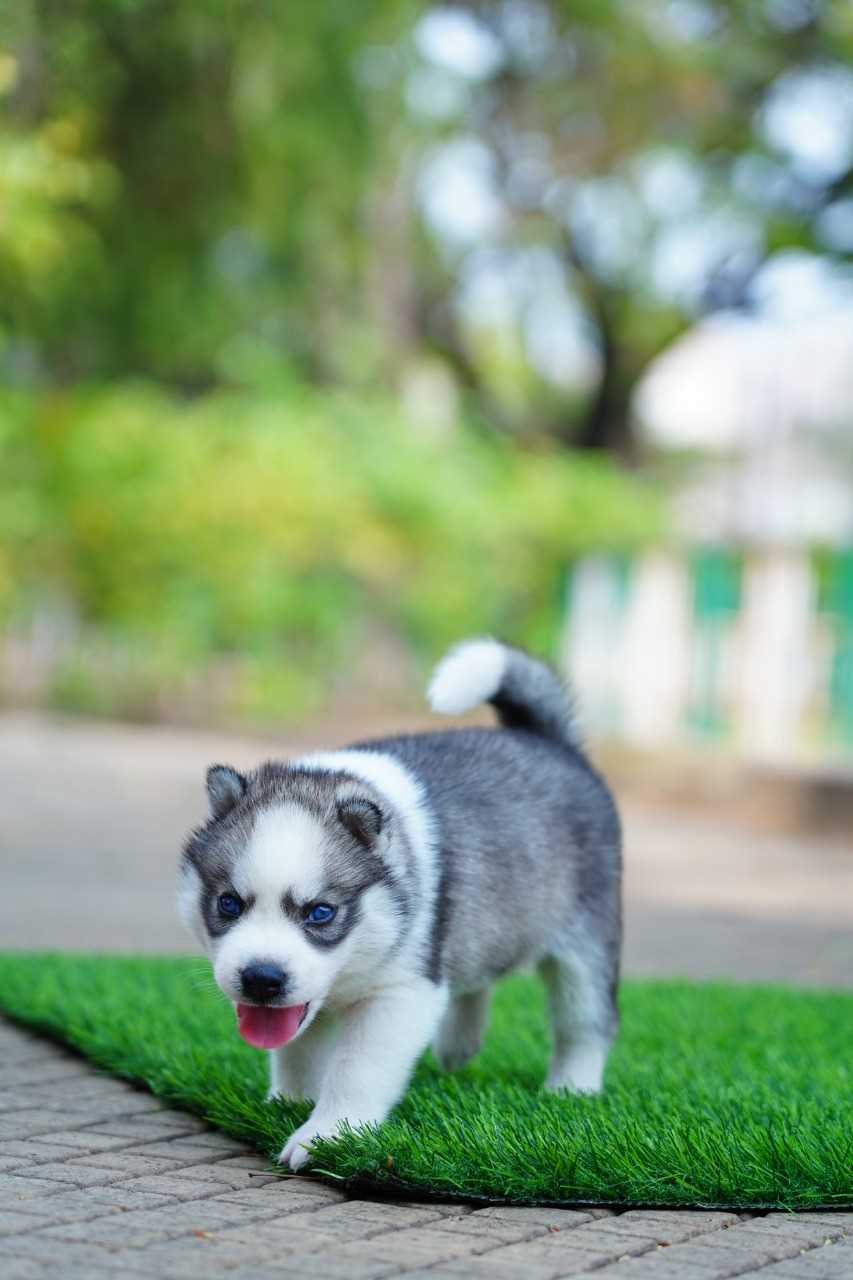 Siberian Husky For Sale In Surat