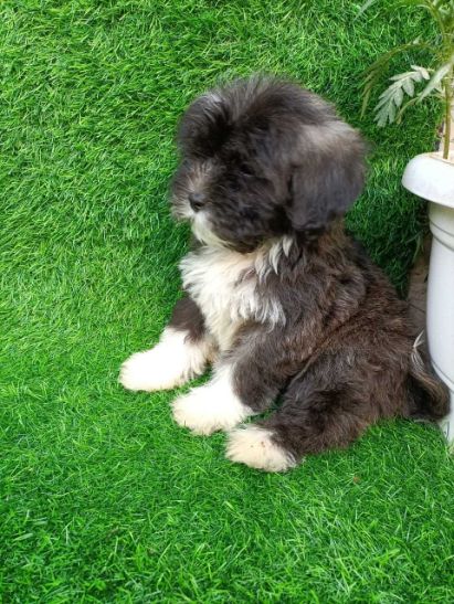 Lhasa Apso For Sale In Bangalore