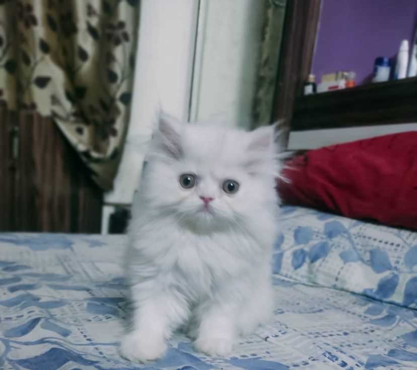 Persian For Sale In Bareilly