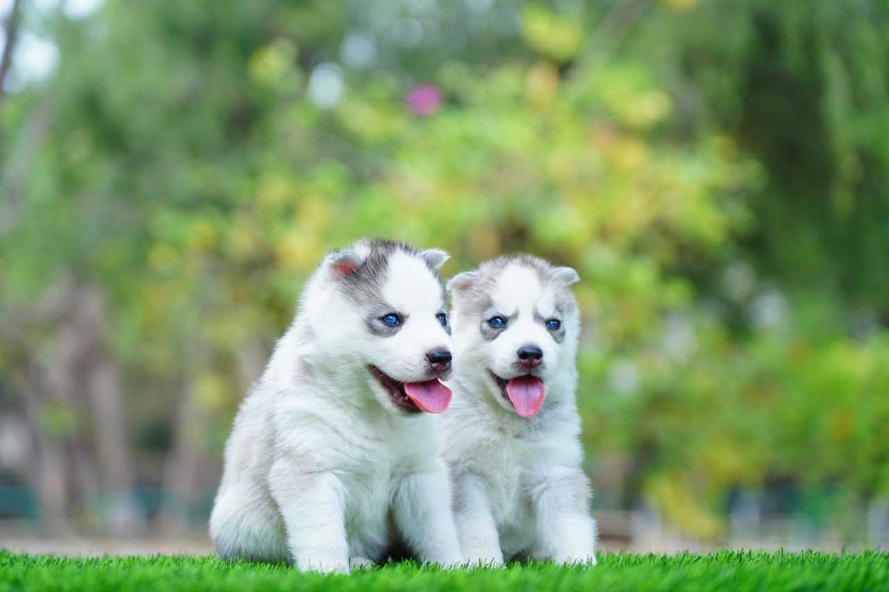 Siberian Husky For Sale In Mysore