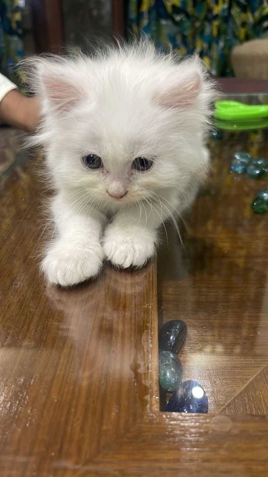 Persian For Sale In Patna