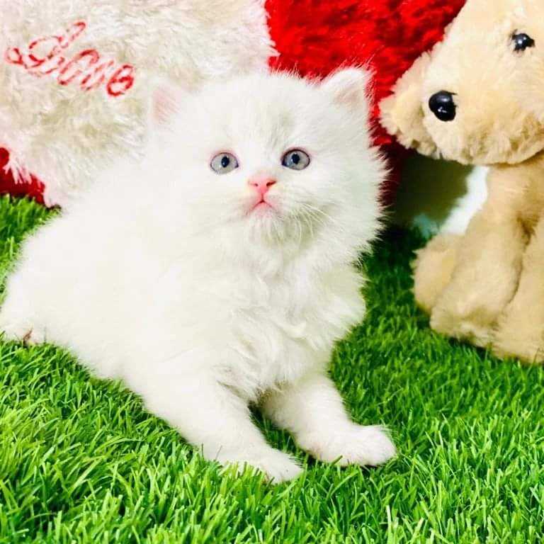 Persian For Sale In Imphal