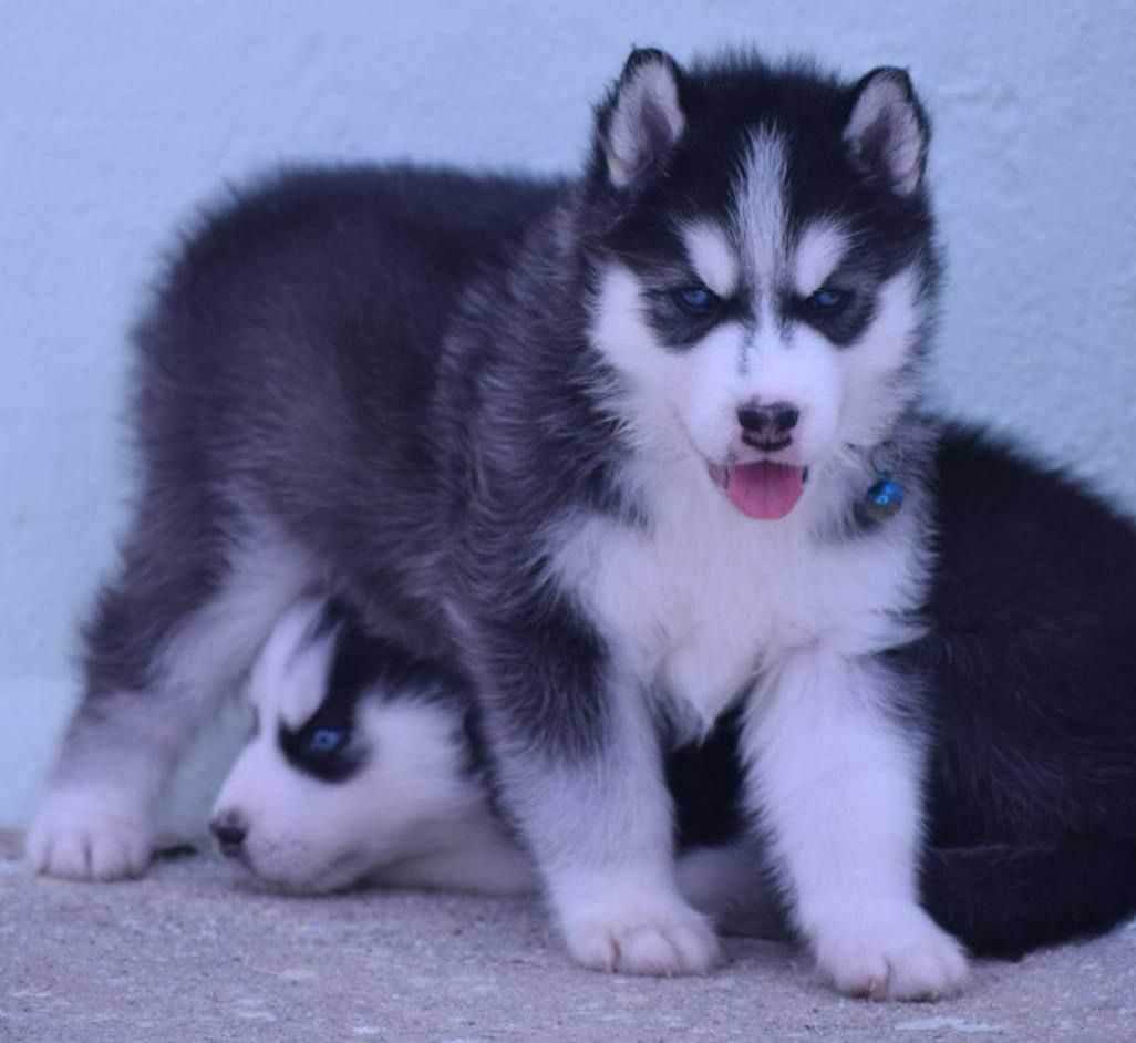 Siberian Husky For Sale In Ahmedabad