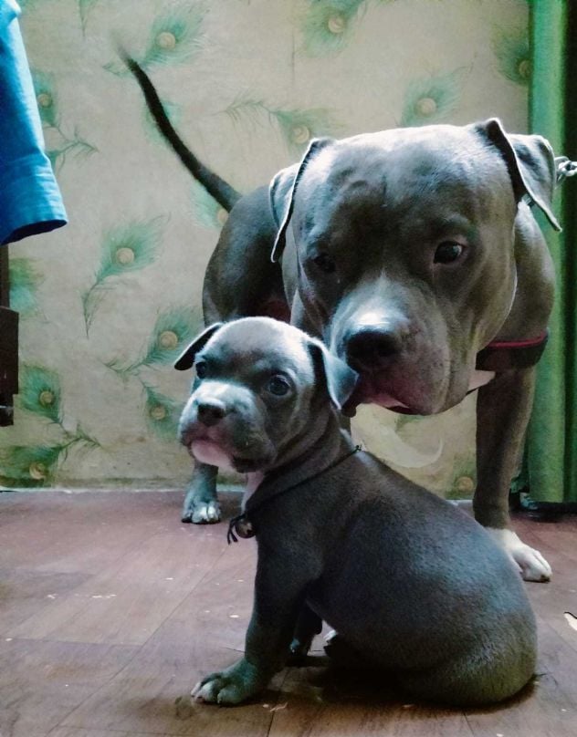 American Pit Bull Terrier For Sale In Lucknow