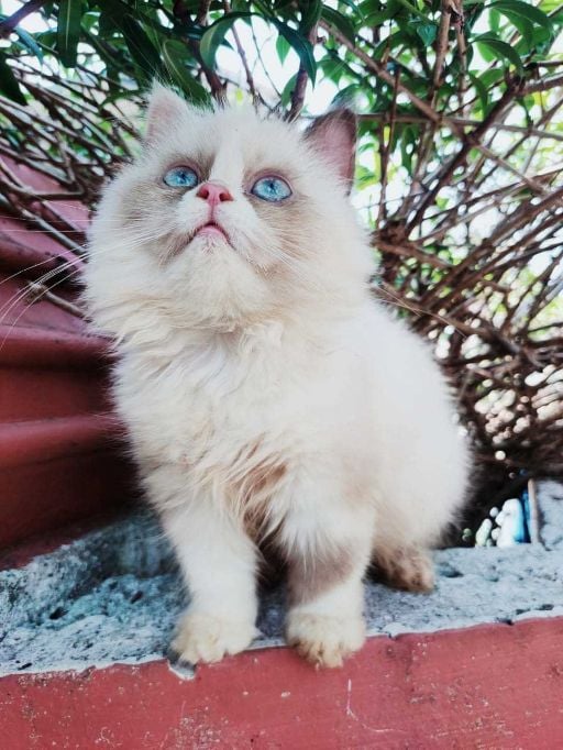 Ragdoll For Sale In Delhi