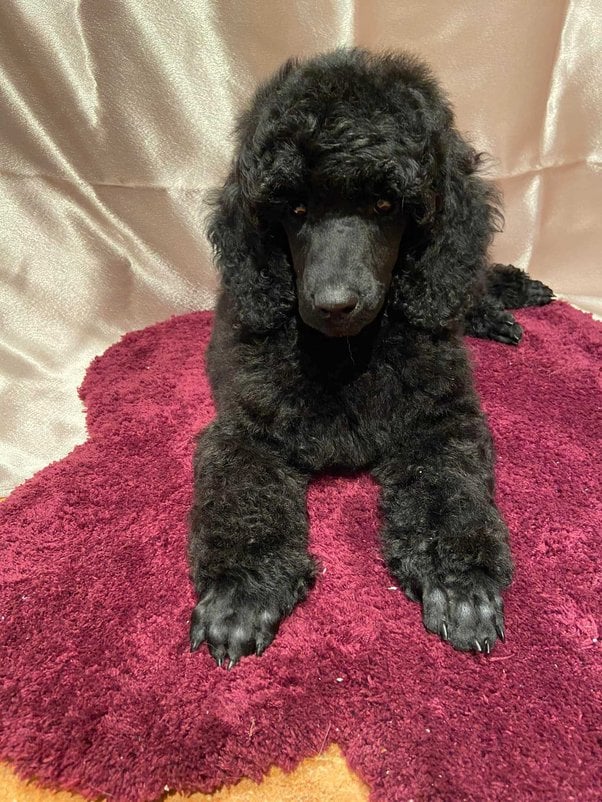 Poodle For Sale In Pune
