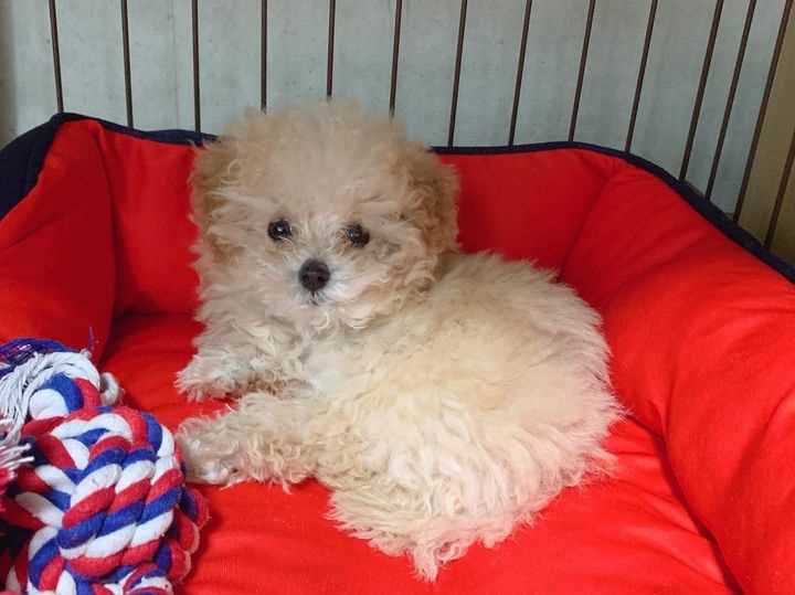 Poodle For Sale In Gurgaon