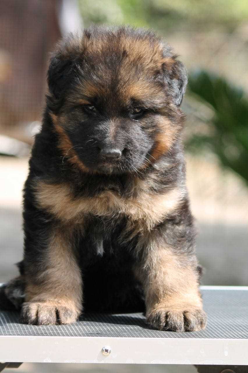German Shepherd For Sale In Lucknow