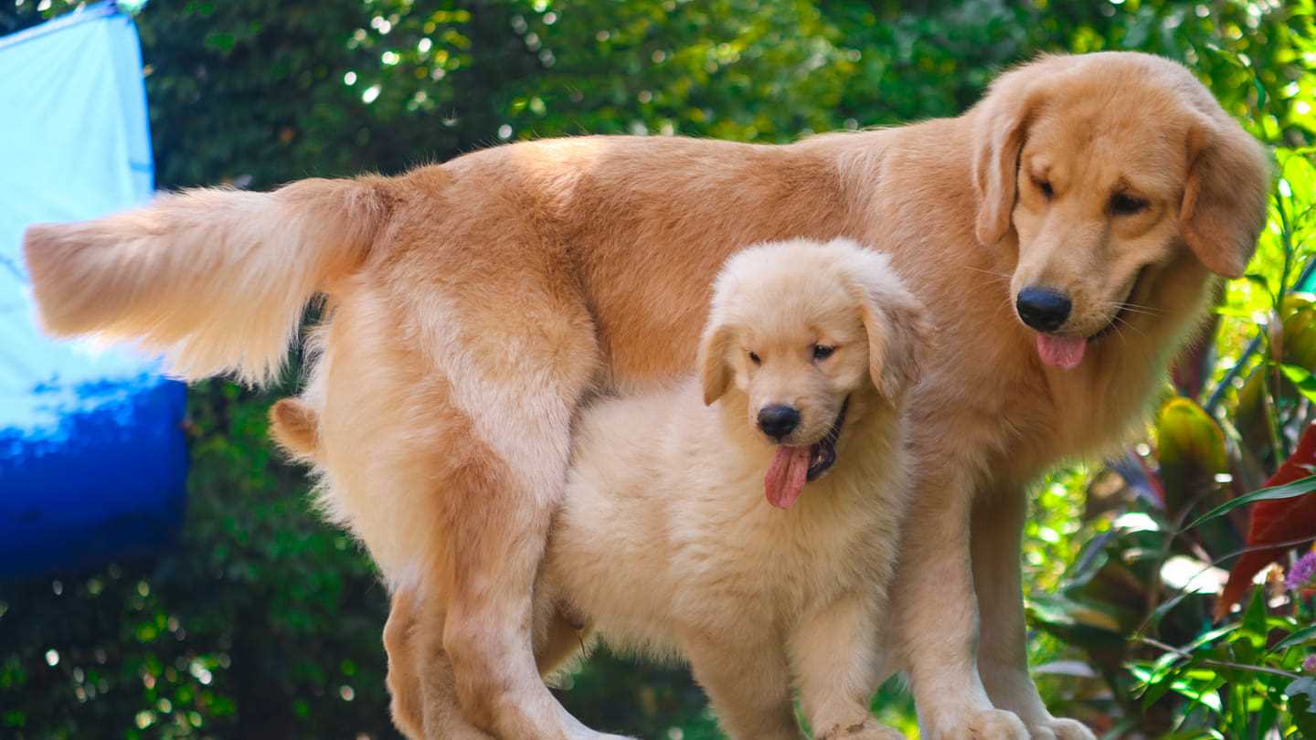 Golden Retriever For Sale In Noida