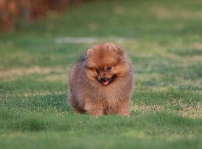 Toy Pom For Sale In Bikaner