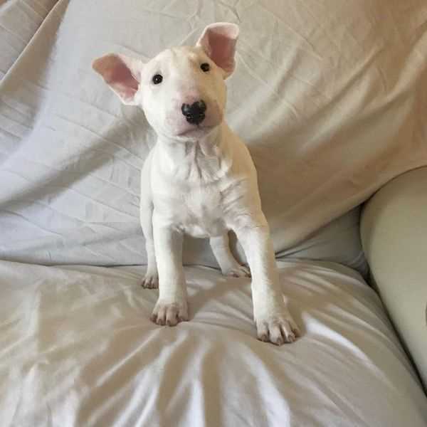 Bull Terrier For Sale In Surat