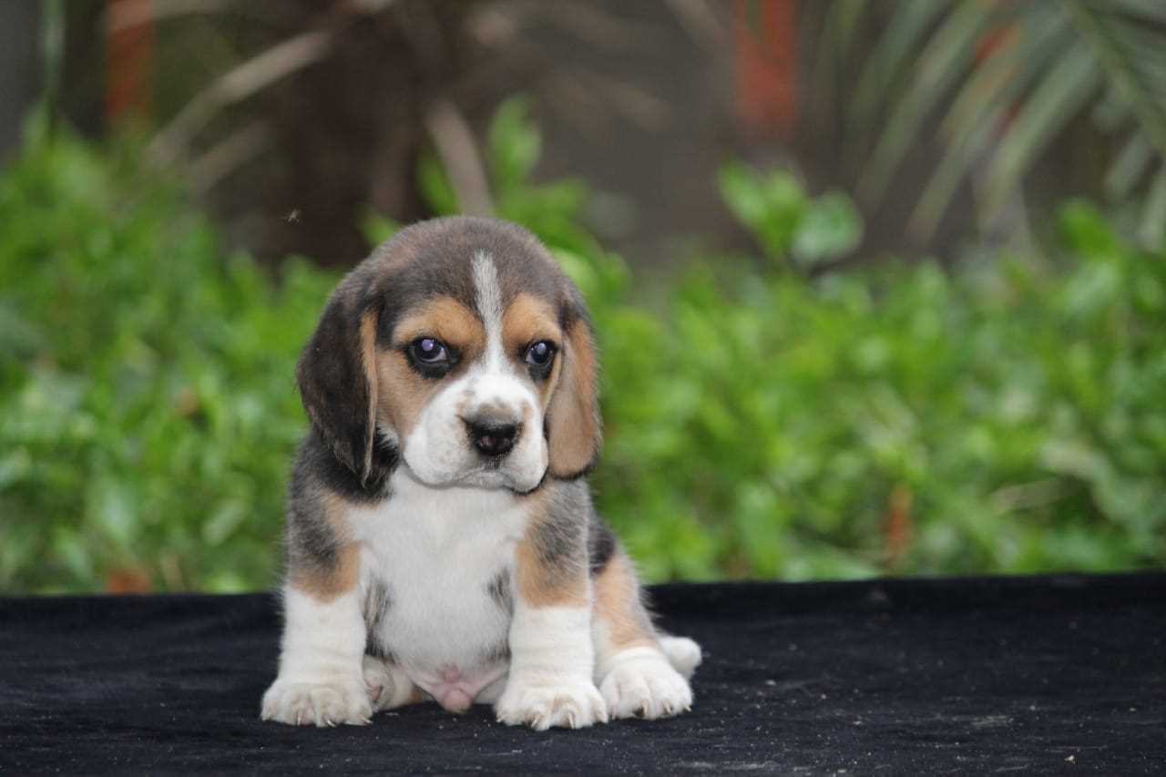 Beagle For Sale In Pune