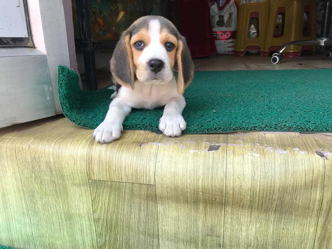 Beagle For Sale In Thrissur