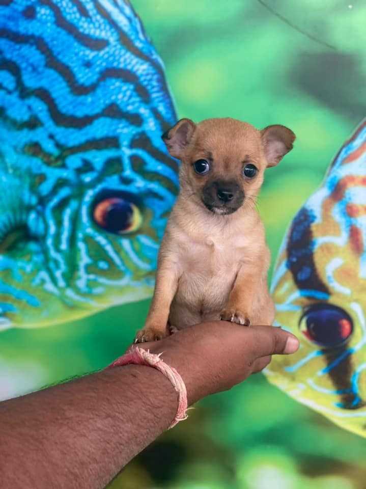 Chihuahua For Sale In Chennai
