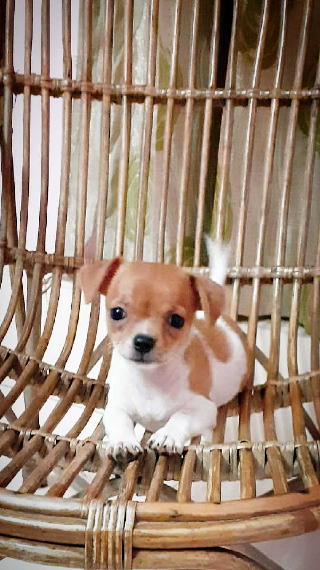 Chihuahua For Sale In Bhopal