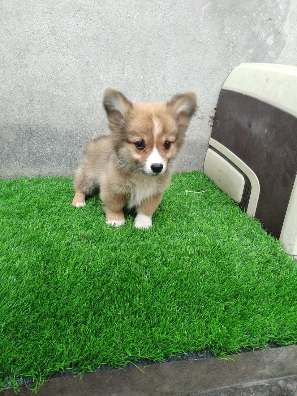 Pembroke Welsh Corgi For Sale In Pune