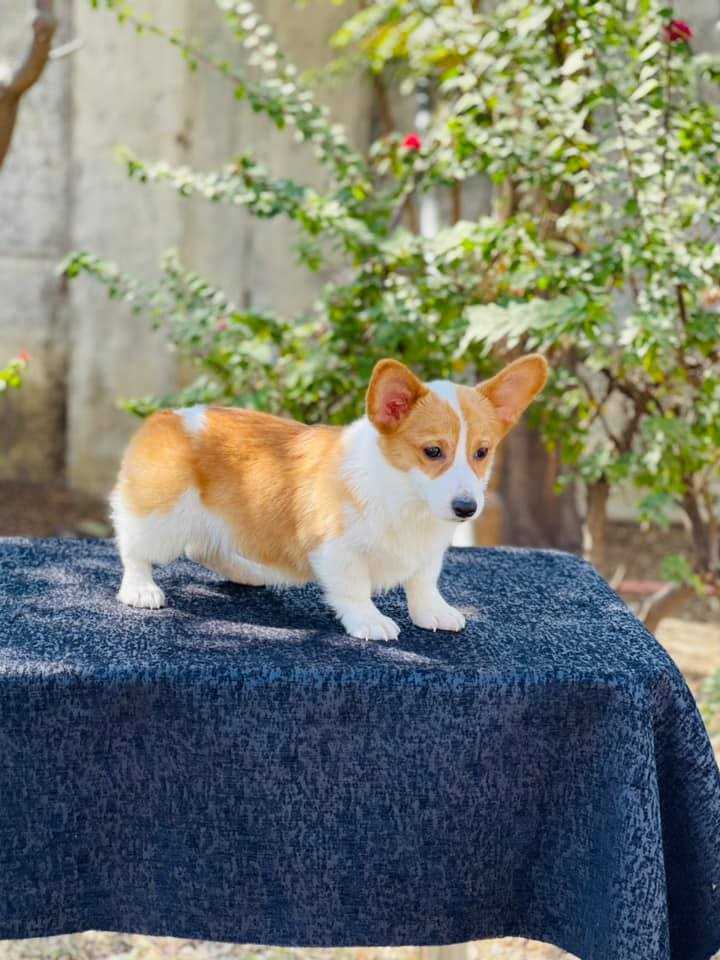 Pembroke Welsh Corgi For Sale In Lucknow