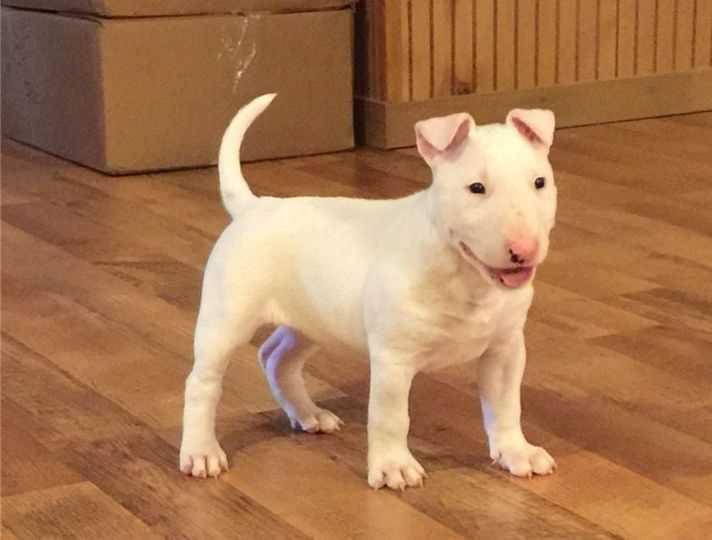 Bull Terrier For Sale In Delhi