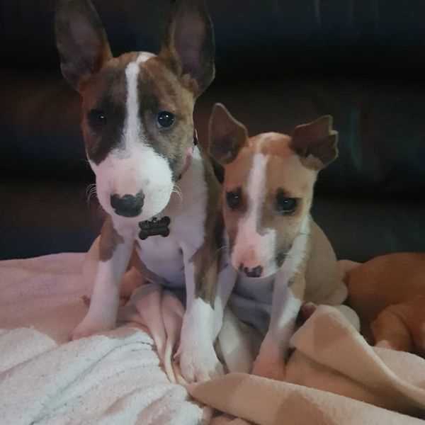 Bull Terrier For Sale In Chennai