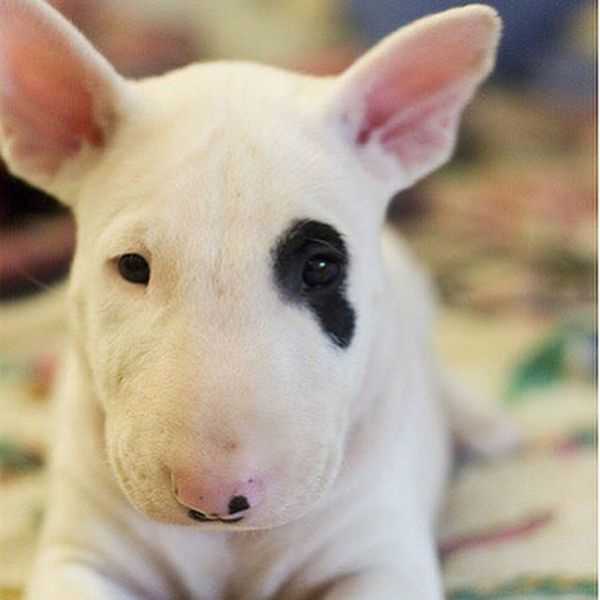 Bull Terrier For Sale In Amritsar
